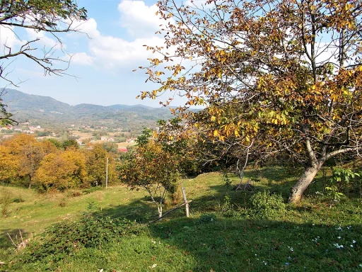 Bixad